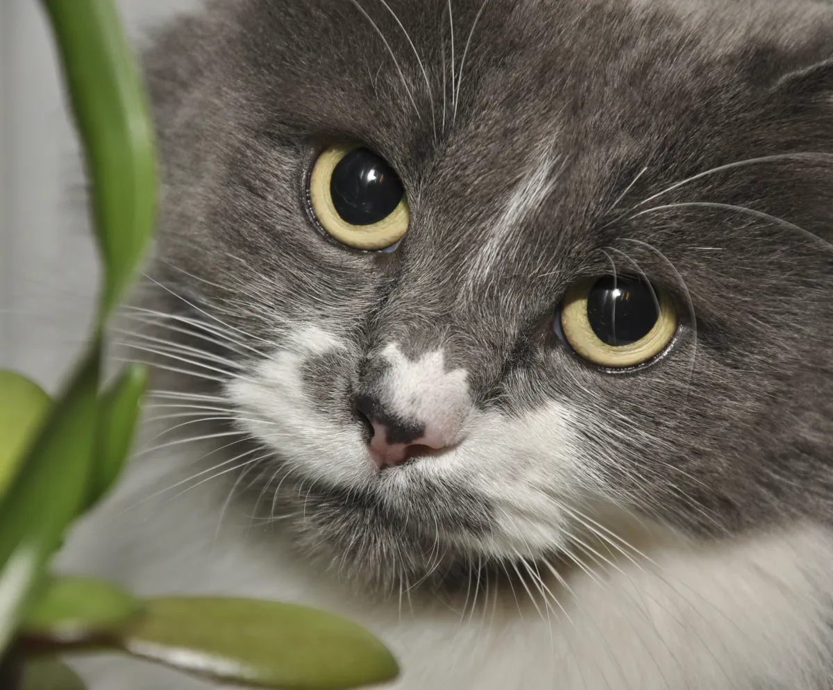 Фигурка Масяни